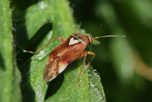 Réf. 224 497 : Lygus sp.